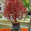 cay tai loc da san ho do cao 39 ngang 23cm 1