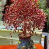 Cây Tài Lộc Đá San Hô Đỏ