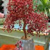 cay tai loc da san ho do cao 40 ngang 30cm 1 1