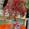 cay tai loc da san ho do cao 40 ngang 30cm 2 1