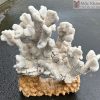 Tác Phẩm San Hô Trắng