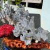 Tinh The Cay San Ho Coral Cao 26 Ngang 37 cm 4