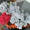 Tinh The Cay San Ho Coral Cao 26 Ngang 37 cm 5