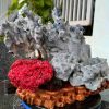 Tinh The Cay San Ho Coral Cao 26 Ngang 37 cm 6