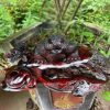 Tượng Thiềm Thừ Gỗ Trắc