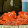 tuong ca go huong cao 29 ngang 76 sau 20cm 5 4 11zon