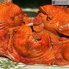 tuong ca go huong cao 29 ngang 76 sau 20cm 7 6 11zon