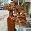 Cây Tùng Bonsai Gỗ Hương
