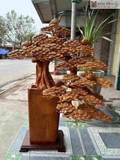 Cây Tùng Bonsai Gỗ Hương