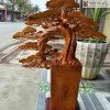 Cay Tung Bonsai Go Huong Cao 90 Ngang 70 Sau 35 cm 3 3