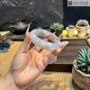 vong ban hoa anh dao ni 59 7 mm 7 7 11zon