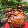 binh phu quy nho soc go nu ngoc am cao 33 ngang 36 sau 28 cm 4 4 11zon