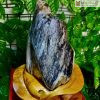 Cây Trầm Gió Hóa Thạch