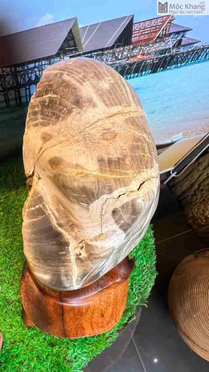 Gỗ Hóa Ngọc Gia Lai (1)_1 Go Hoa Ngoc Gia Lai 1 1