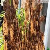 Trầm Hương Nguyên Khối