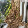 Trầm Hương Nguyên Khối Khánh Hòa