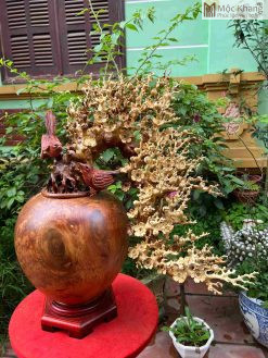 Bình Mai Phú Quý
