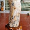 Gỗ Hóa Thạch Cao 60 (cm)