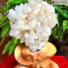 Tinh Thể Thạch Anh Trắng Mầm Lớn