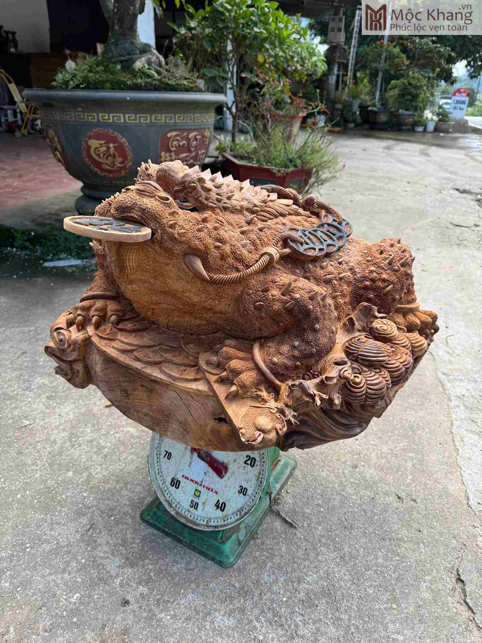 tuong-coc-hoa-long-go-ngoc-am-cao-55-cm (2) Tượng Cóc Hóa Long Gỗ Ngọc Am