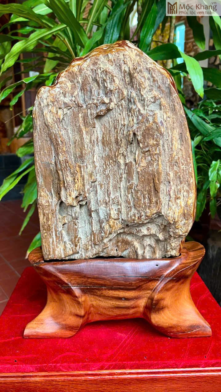 vien-go-hoa-thach-do-cao-45-cm (5) Viên Gỗ Hóa Thạch Đỏ