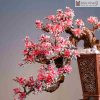 Cay Bonsai Go Sua Cao 50 cm 2