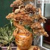 Cây Tùng Bonsai Nu Ngọc Am Cao 70 (cm)