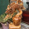 Cây Tùng Bonsai Nu Ngọc Am Cao 70 (cm)