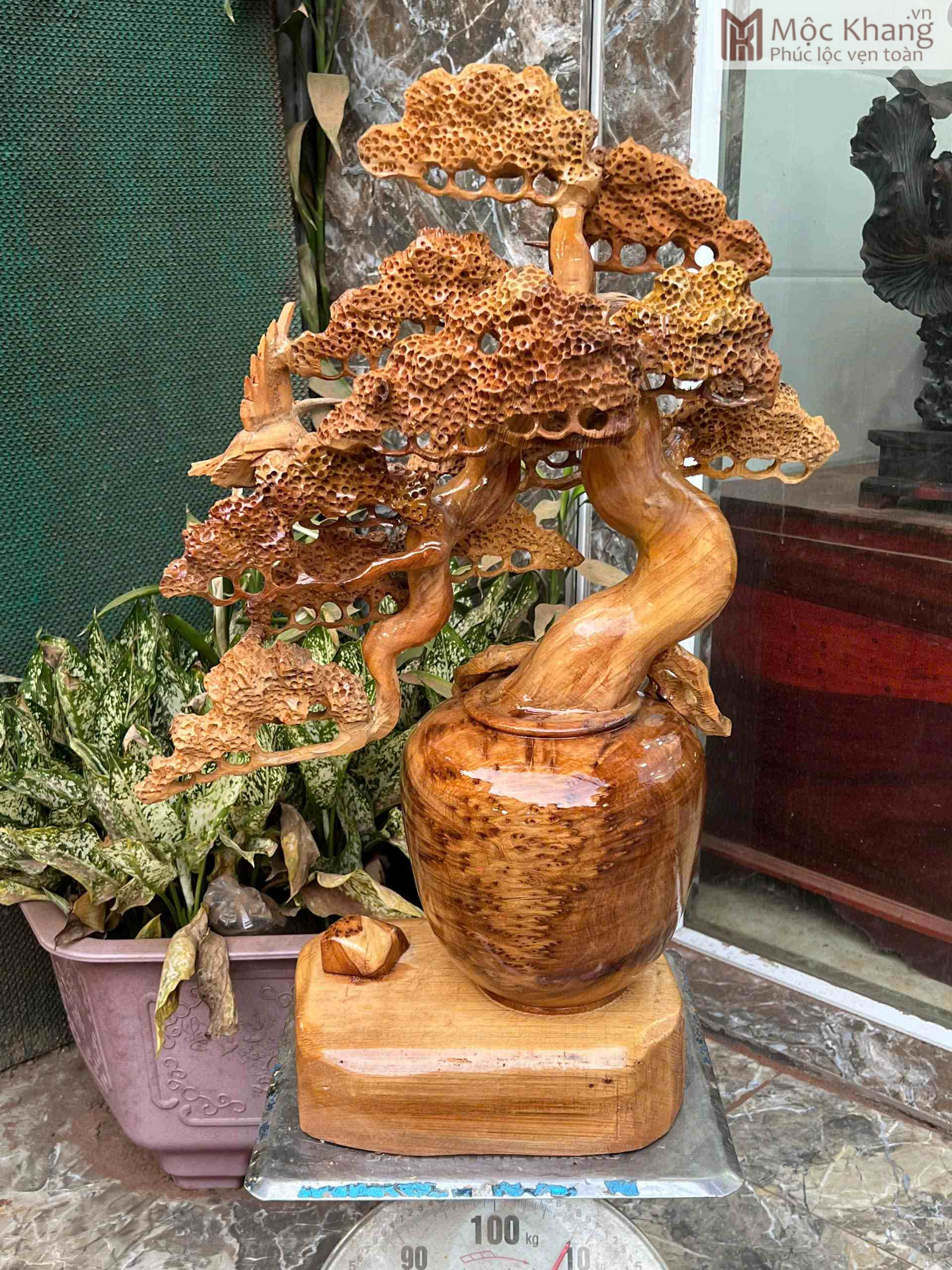Cây Tùng Bonsai Nu Ngọc Am Cao 70 (cm) (5)_5 Cây Tùng Bonsai Nu Ngọc Am Cao 70 (cm)