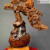 Cây Tùng Dáng Thác Đổ Gỗ Nu Ngọc Am Cao 76 (cm)