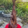 Tuong Nhat Ma Ngu Tung Go Cam Cao 91 cm 3 3