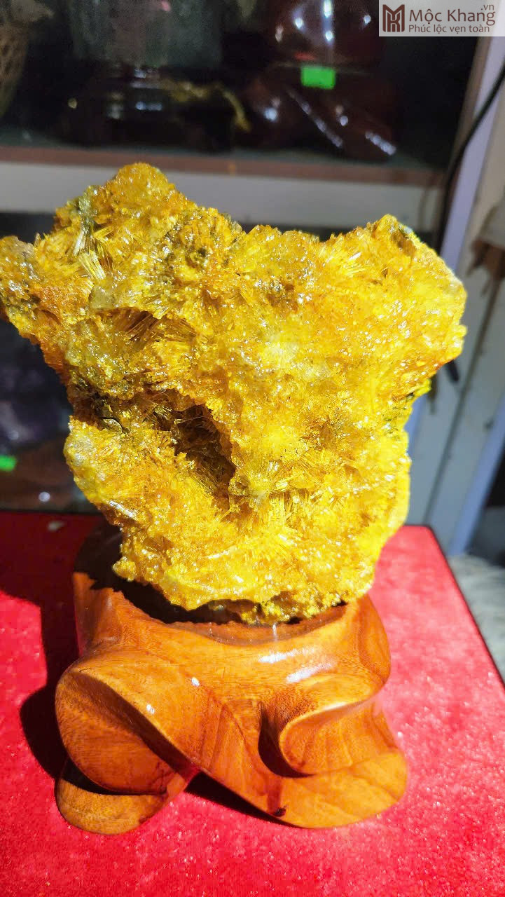 hoa-uu-dam-vang-cao-19-cm (1) Hoa Ưu Đàm Vàng