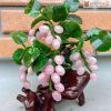 Cay Nho Tai Loc Thach Anh Hong Cao 25 cm 1 1
