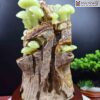 Tac Pham Nam Truong Sinh Ngoc Onyx Cao 45 cm 5 5