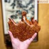 Tượng Dơi Gỗ Nu Hương Cao 14 (cm)