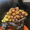 Chùm Vải Phú Quý Ngọc Thọ Sơn