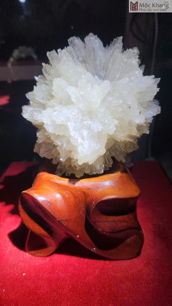 hoa-uu-dam-trang-cao-19-cm (3) Hoa Ưu Đàm Trắng