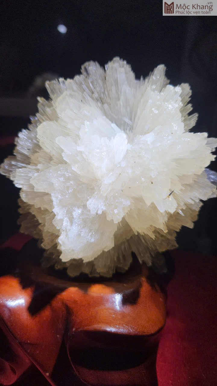 hoa-uu-dam-trang-cao-19-cm (4)