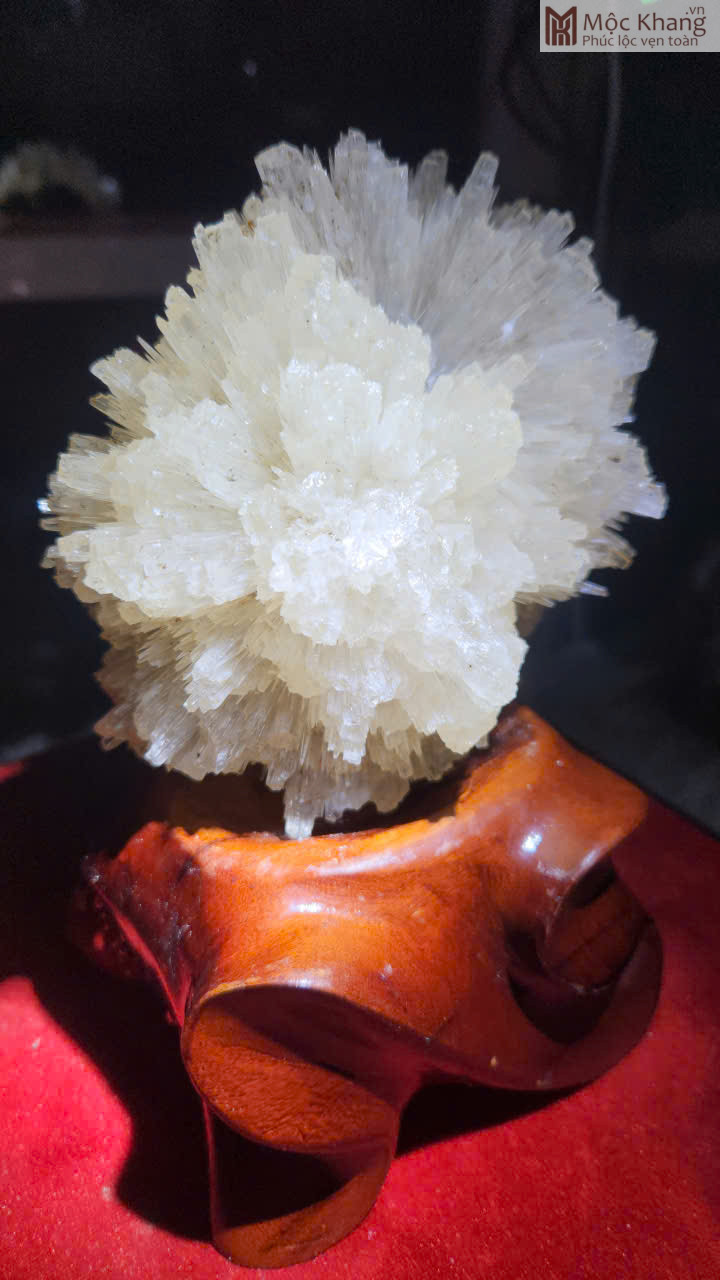 hoa-uu-dam-trang-cao-19-cm (5)