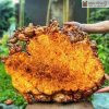 Khay Trà Gỗ Nu Hương