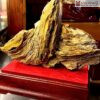 Khúc Gỗ Hóa Thạch Lũa