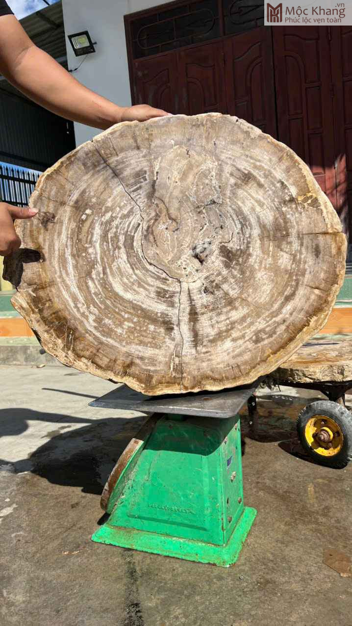 Bàn Gỗ Hóa Thạch Ngang 72 (cm) (3)_3 Bàn Gỗ Hóa Thạch Ngang 72 (cm)