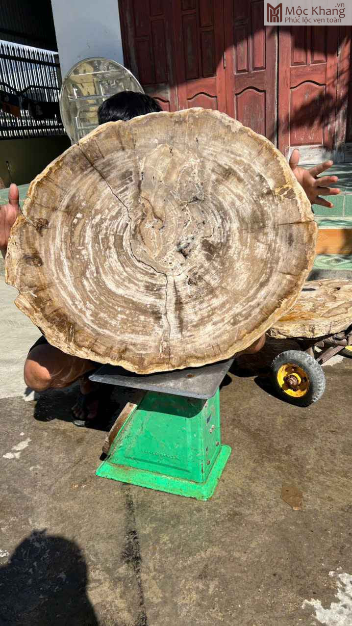 Bàn Gỗ Hóa Thạch Ngang 72 (cm) (5)_5 Ban Go Hoa Thach Ngang 72 cm 5 5