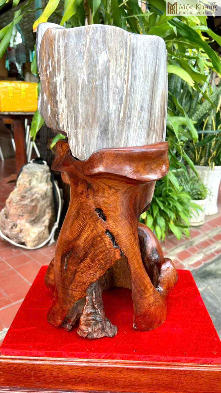 Gỗ Hóa Thạch Cao 55 (cm) (7)_7 Gỗ Hóa Thạch Cao 55 (cm)