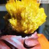 Hoa Uu Dam Aragonite Cao 155 cm 4 4