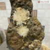 Hoa Ưu Đàm (Aragonite) Cao 35 (cm)