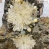 Hoa Uu Dam Aragonite Cao 35 cm 3 3