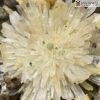 Hoa Uu Dam Aragonite Cao 35 cm 4 4