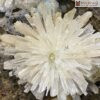 Hoa Ưu Đàm (Aragonite) Cao 35 (cm)