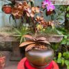 Lan Ho Diep Go Bach Xanh Cao 54 cm 3 3